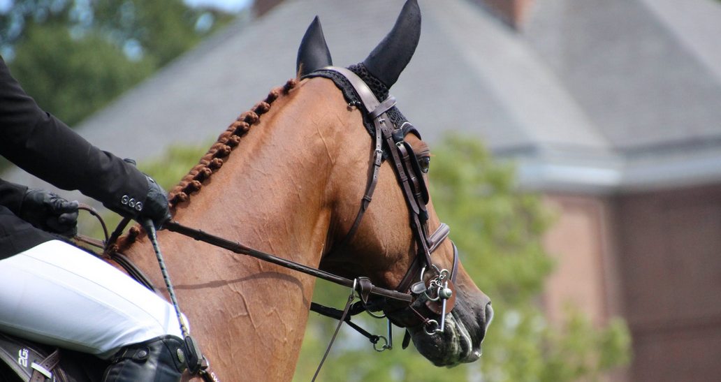 young horse